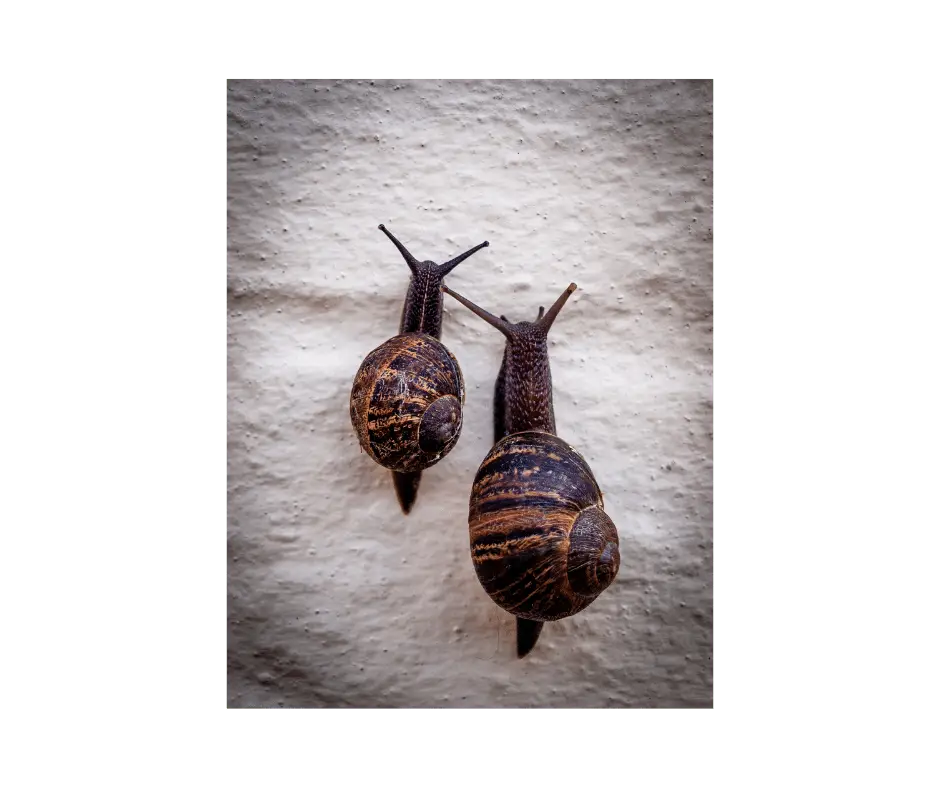 two snails on a grey background - one bigger one smaller